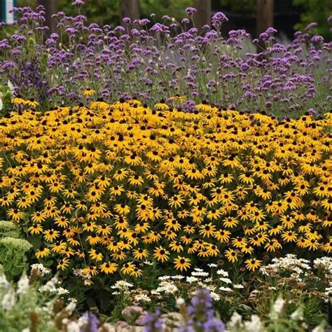 Rudbeckia Flower Seeds: 12 Blacked-eyed Susans - Annual Flowers