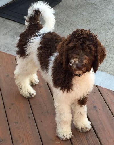 chocolate and white goldendoodle - Google Search | Goldendoodle, Doodle ...