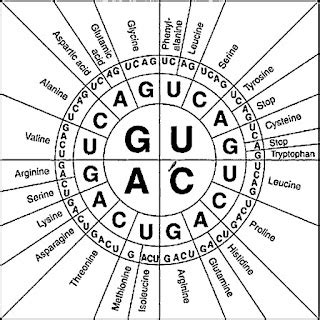 ESL Biology 2015-2016: Codon Chart