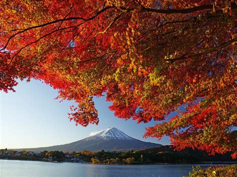 Japan in fall: Fujikawaguchiko autumn leaves festival - Japan Today