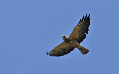 Download Animal Hawk HD Wallpaper