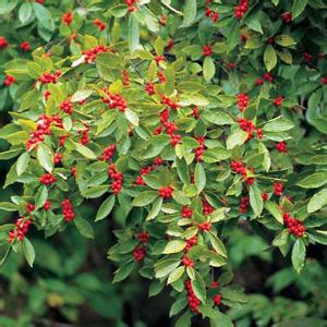 Winterberry Plant Facts - Edible Earth Nursery