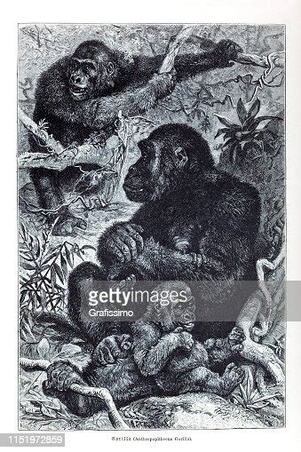 Gorilla Family In The Rainforest Illustration High-Res Vector Graphic ...