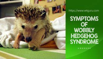 Symptoms of Wobbly Hedgehog Syndrome and 7 Ways to Prevent it