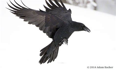 raven - Google Search | Raven flying, Raven bird, Flying photography