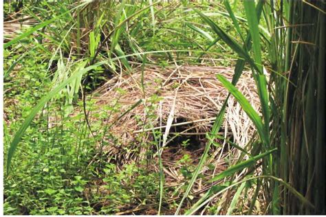 Solitary male Pygmy Hog (Courtesy: Pygmy Hog Conservation (Breeding ...