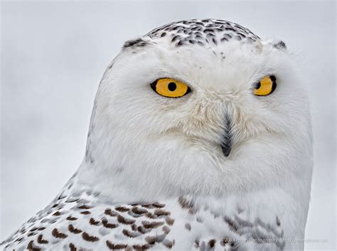 Female Snowy Owl (Close Up) | Snowy owl, Snowy, Owl