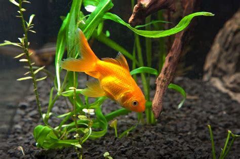 Can Goldfish Eat Tropical Fish Food? - Fish Tank Master