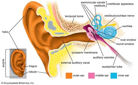 Human ear | Structure, Function, & Parts | Britannica