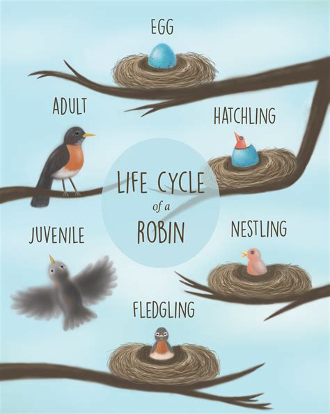 Bird Life Cycle