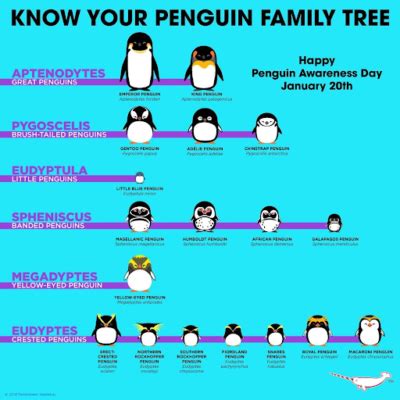 penguin classification | Penguins International