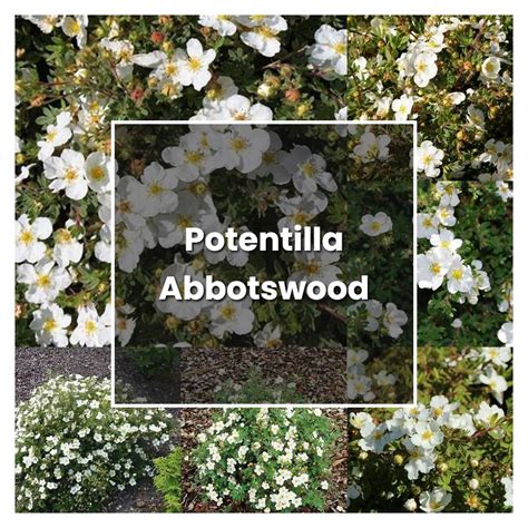 How to Grow Potentilla Abbotswood - Plant Care & Tips | NorwichGardener