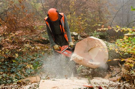 Precision Tree Service | Tree Cutting | Eatonton, Georgia