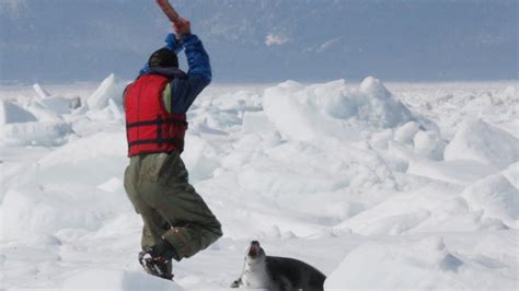 About the Canadian seal hunt | The Humane Society of the United States