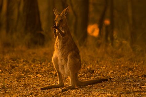 Australia fires: Nearly half a billion animals killed as crisis mounts