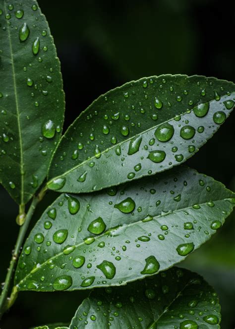 Drops Of Water On The Leaves - HooDoo Wallpaper