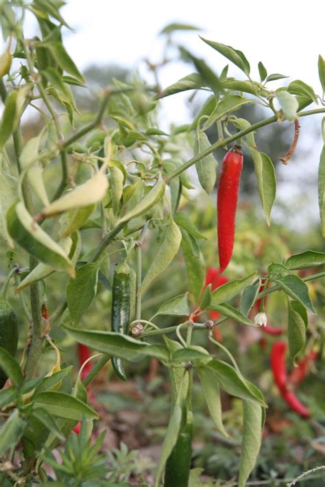 Red Hot Chili Plant | A beautiful red chili plant growing in… | Flickr