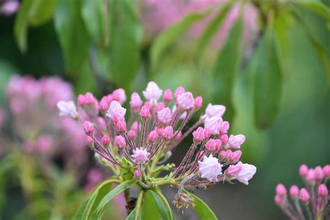 HD wallpaper: flower, pink, kalmia latifolia, color pink, garden, pale pink | Wallpaper Flare