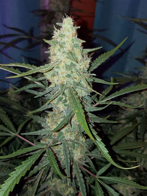 Tangerine Dream grow journal week13 by Hawkbo - GrowDiaries