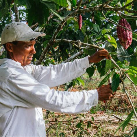 Understanding the Cocoa Harvesting Process: When to Begin? | Nunu ...