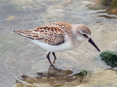 Western Sandpiper | Audubon Field Guide