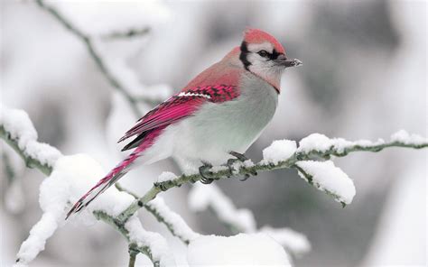 Cardinal Birds in Snow Wallpaper (47+ images)