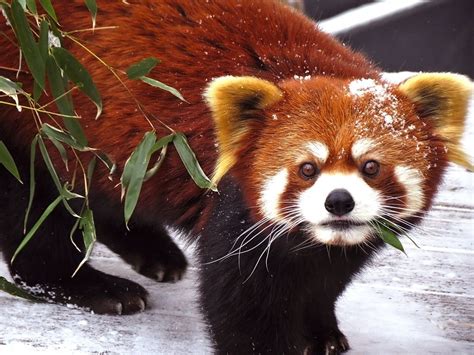 Handsome male red panda, Jin, from the Roger Williams Zoo in Providence, RI. Feel free to use as ...