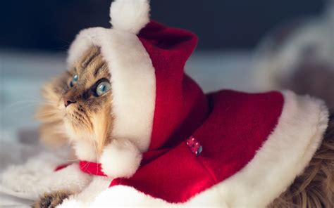 1920x1080 resolution | brown tabby cat with red and white costume HD ...