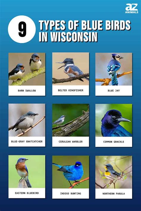 9 Types Of Blue Birds In Wisconsin - A-Z Animals