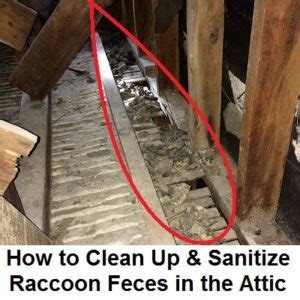 Attic Restoration | How to Clean Up Raccoon Poop | Raccoon Removal Guide