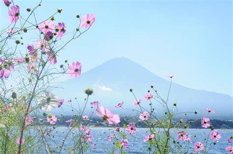 Mt Fuji through flowers, Japan [OC] [4288x2848] : r/EarthPorn