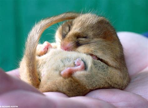 Dormouse | Animal Wildlife