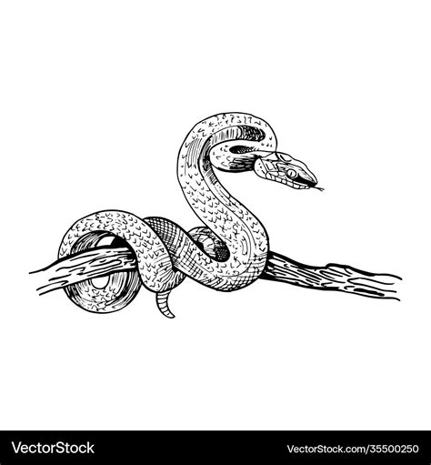 Snake on a tree branch hand-drawn in sketch Vector Image