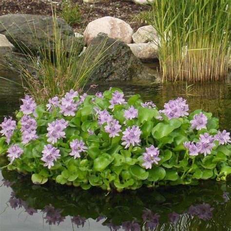 Water Hyacinth Floating Pond Plants Live Aquatic Plant Great for Koi Ponds Flowering and Fast ...