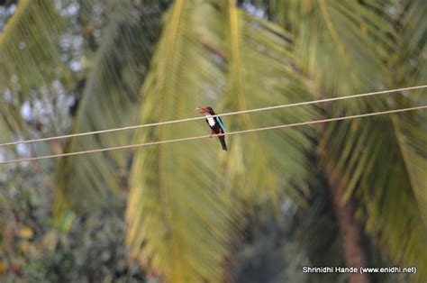 Kingfisher bird having its meal - eNidhi India Travel Blog