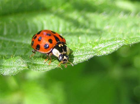 ladybird beetle (Arthropods of Hawaii Volcanoes National Park ...