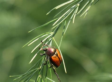 Saving Seeds from Biennial Plants — Seed Savers Exchange Blog