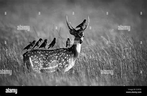 Common mynas perched atop a spotted deer Stock Photo - Alamy