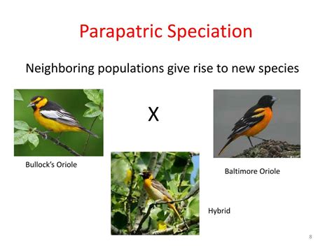 PPT - MACROEVOLUTION - Speciation PowerPoint Presentation, free download - ID:3803996