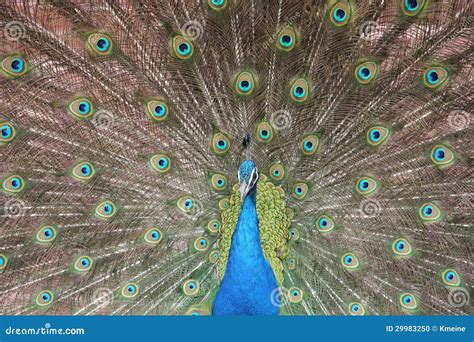 Male Peacock with Tail Feathers in Full Display Stock Photo - Image of ...