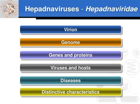 PPT - Hepadnaviruses - Hepadnaviridae PowerPoint Presentation, free download - ID:2984054