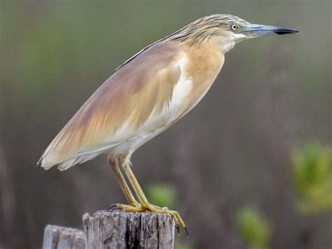 Squacco Heron - eBird