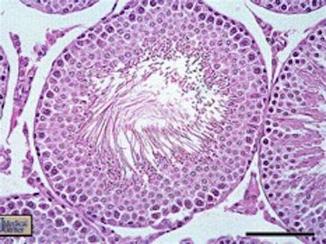 Seminiferous tubule histology Diagram | Quizlet