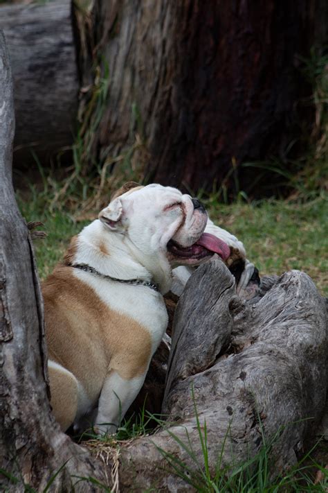 Close-Up Photo of Brown Aspin Dog · Free Stock Photo