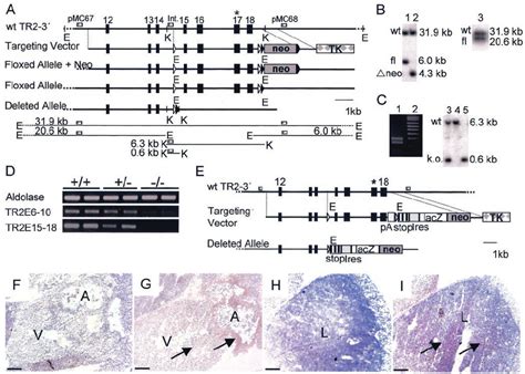 Gene targeting and expression pattern of TrxR2 in mice. (A) Strategy ...