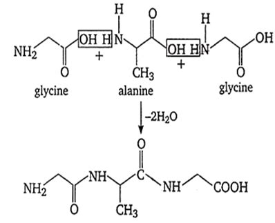 A tripeptide is written as glycine-alanine -glycine. The correct