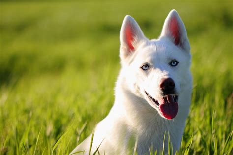 Husky, dog, face, look wallpaper | animals | Wallpaper Better