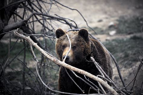 Bear Attack Warning Issued in Japan - Newsweek