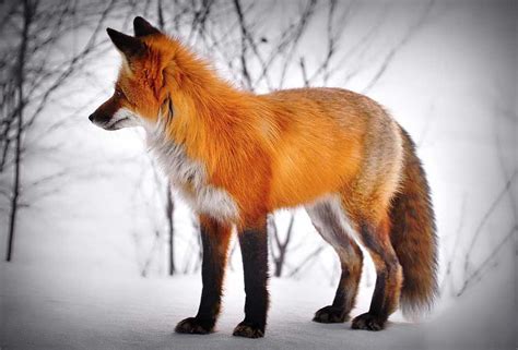 65 Red Fox Profile Facts: Traits, Eyes, Color, Denning, More - Mammal Age