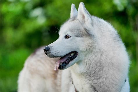 Free picture: dog, canine, portrait, cute, husky, white dog, siberian, pet